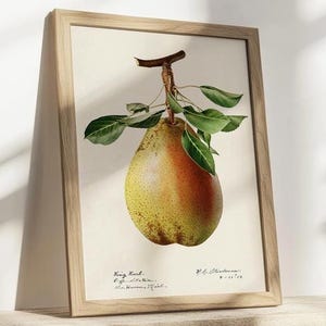 Poster di pere, stampa di frutta, disegno botanico, decorazione da parete per cucina, arte culinaria