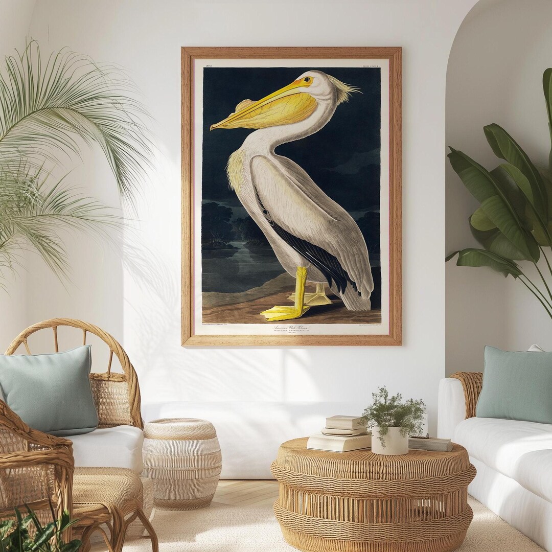 Pelican Poster Print: Vintage Audubon Bird Illustration - Etsy UK
