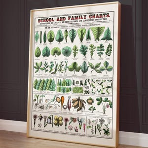 Botanical poster, Flower and leaves print, Educational poster