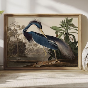 Póster de aves, impresión de garza, impresión artística de aves de América, arte de la selva, decoración de pared de dormitorio, regalo de cumpleaños, dibujo vintage