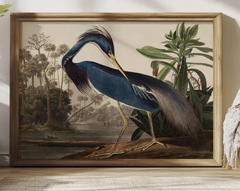 May include: A vintage illustration of a blue heron standing on a branch in a swampy setting. The bird has a long neck and a long, pointed beak. The background is a lush green forest with a river in the distance.