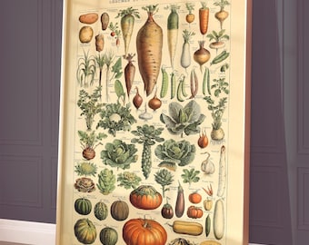 Millot Vegetable Poster - Vintage French Botanical Print