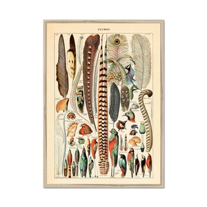 Federn Poster, Millot Vogel Druck