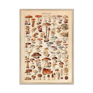 Pilz Poster, Pilz Print