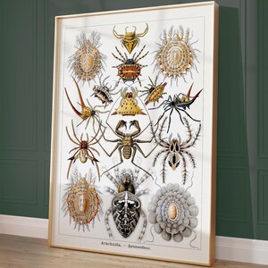 Affiche d'araignée, impression d'arthropodes, carte d'arachnides, art mural nature, affiche d'animaux, décoration de chambre, cadeau d'anniversaire