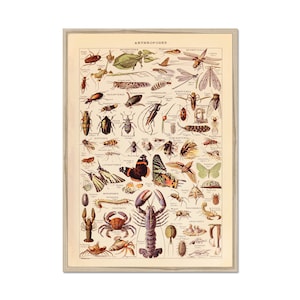 Arthropods poster, Insect print