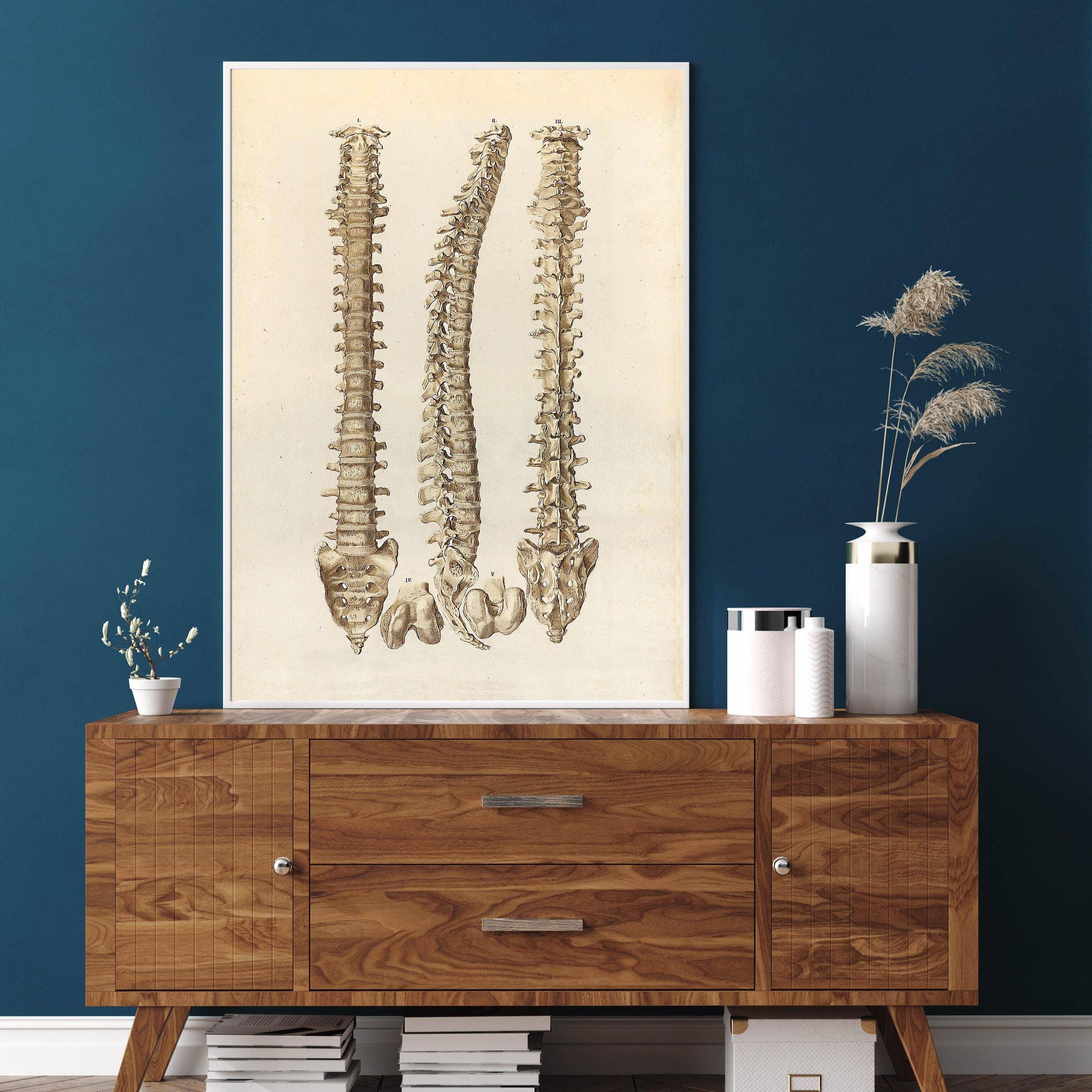 Anatomy Spine Art Print: Orthopedic Medical Poster - Etsy