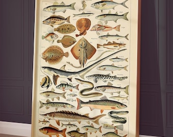 Vintage Fish Poster | Adolphe Millot Fish Print | Nautical Kitchen Decor | Coastal Wall Art