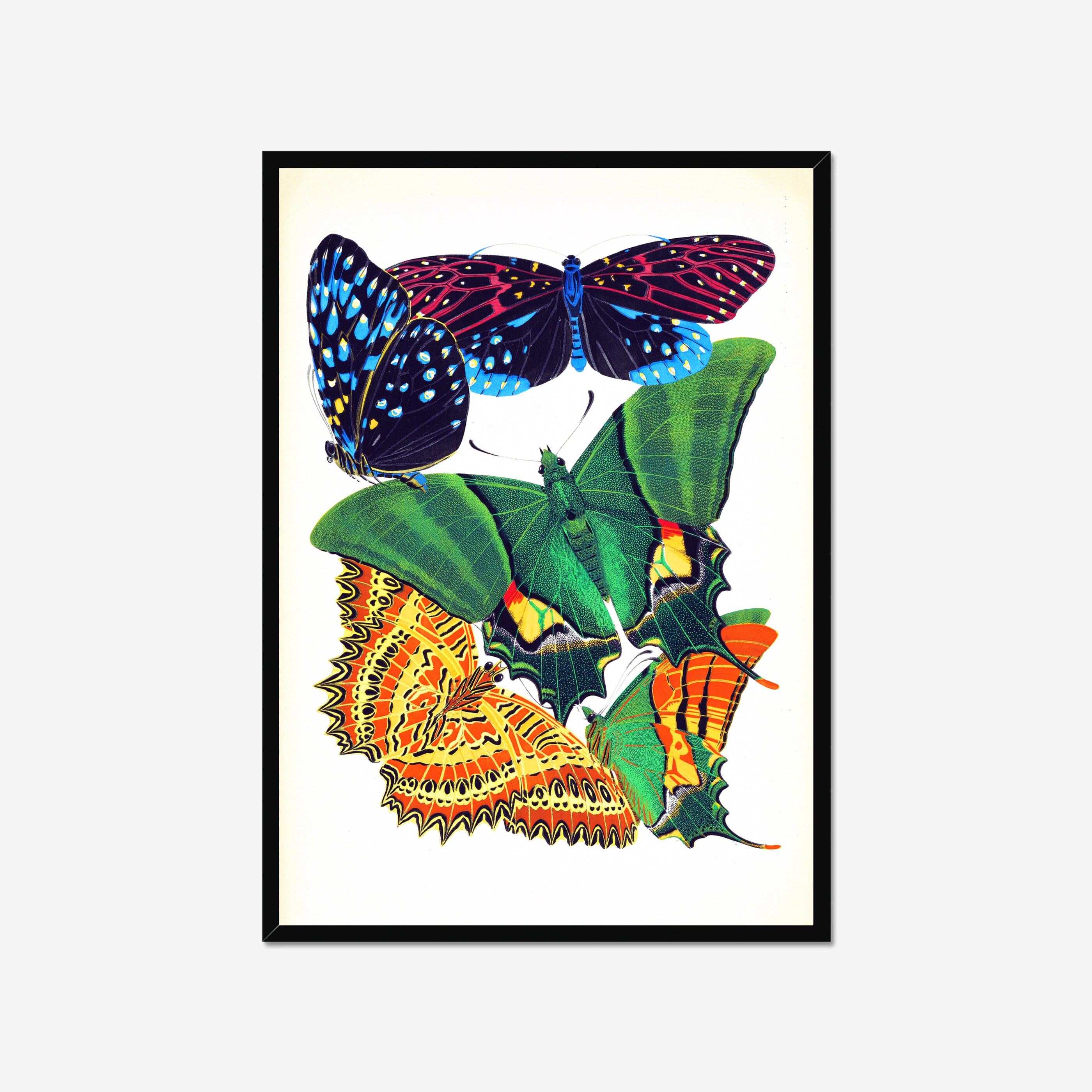 botanical wall decor Millot butterfly poster Papillon print