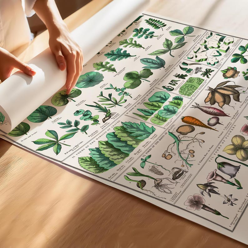 Botanical Poster, Flower and Leaves Print, Educational Poster - Etsy