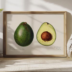Avocado poster, botanical print