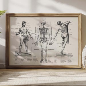 Anatomieposter, skeletkaart, vintage afdruk menselijk lichaam, anatomietekening
