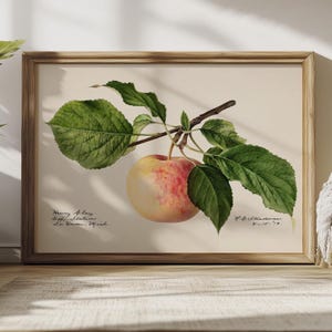 Stampa di mele, arte di frutta vintage, poster botanico, arte murale da cucina