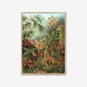 Grabado de Haeckel, póster de Muscinae, grabado vintage de bosque