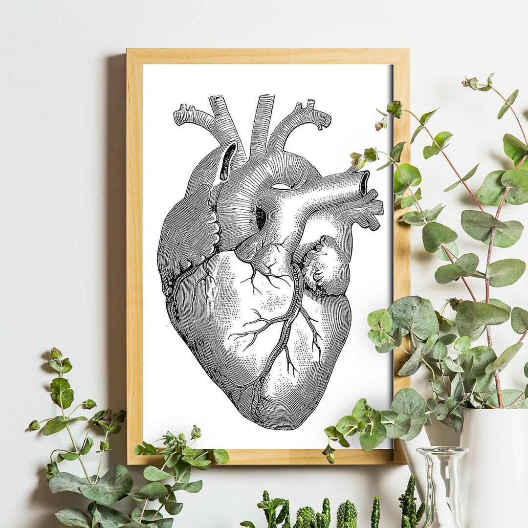 Heart Poster, Vintage Anatomy Illustration, Medical Art - Etsy
