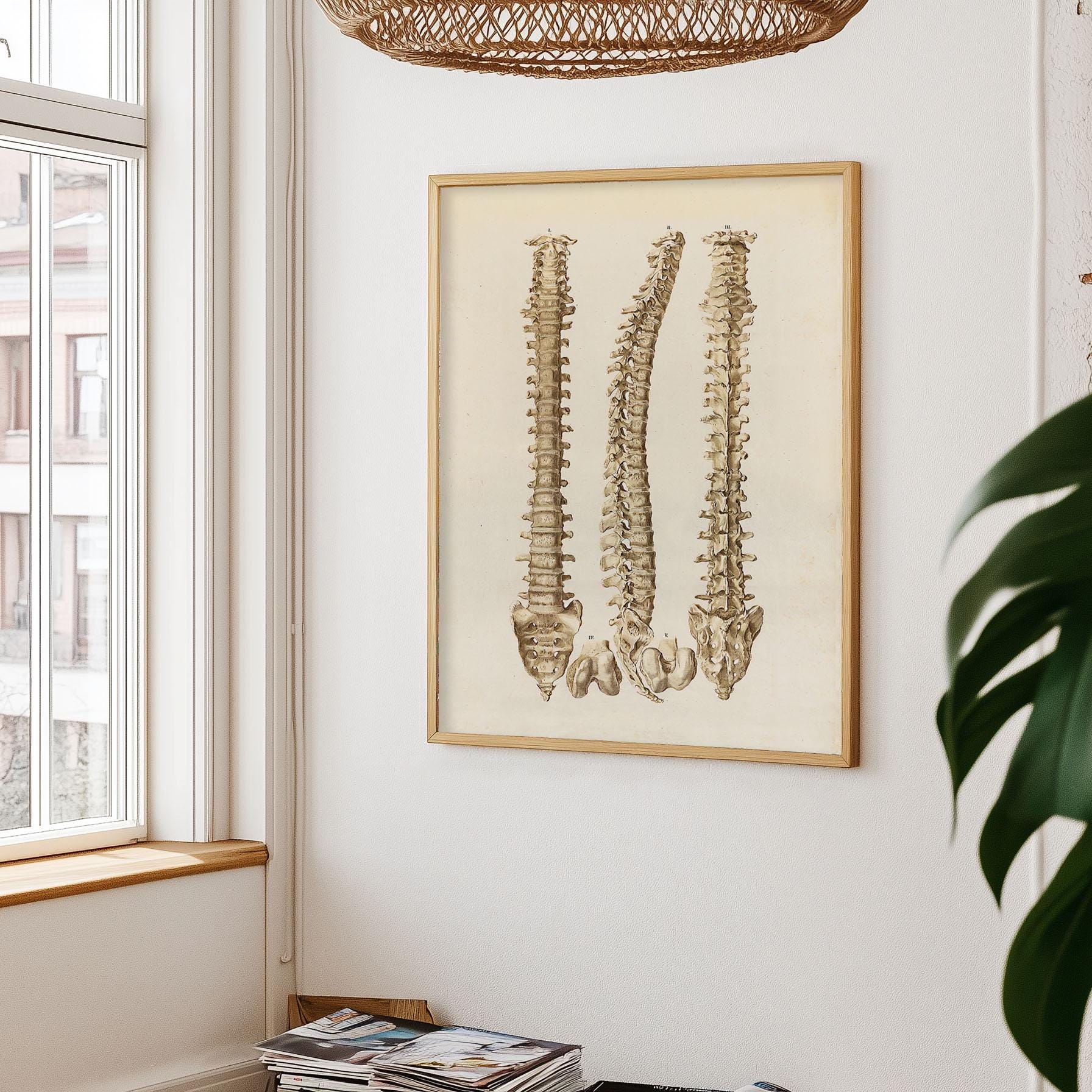 Anatomy Spine Art Print: Orthopedic Medical Poster - Etsy
