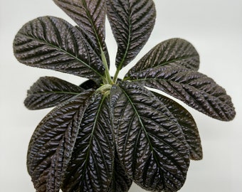 Labisia sp. Black velvet