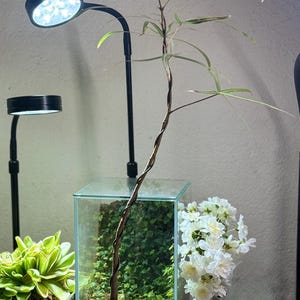 Brachychiton rupestris/ Queenisland bottle tree/ Mediterranean / kekodama style 2 feet in lenght
