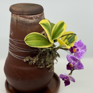 Rare Varigated Phalaenopsis ‘Chia E Yenlin’ mounted on Olla