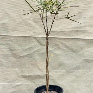 Brachychiton rupestris/ Queenisland bottle tree bonsai style / Mediterranean hardscape