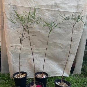 Brachychiton rupestris/ Queenisland bottle tree/ Mediterranean hardscape/ size between 28-30” in length