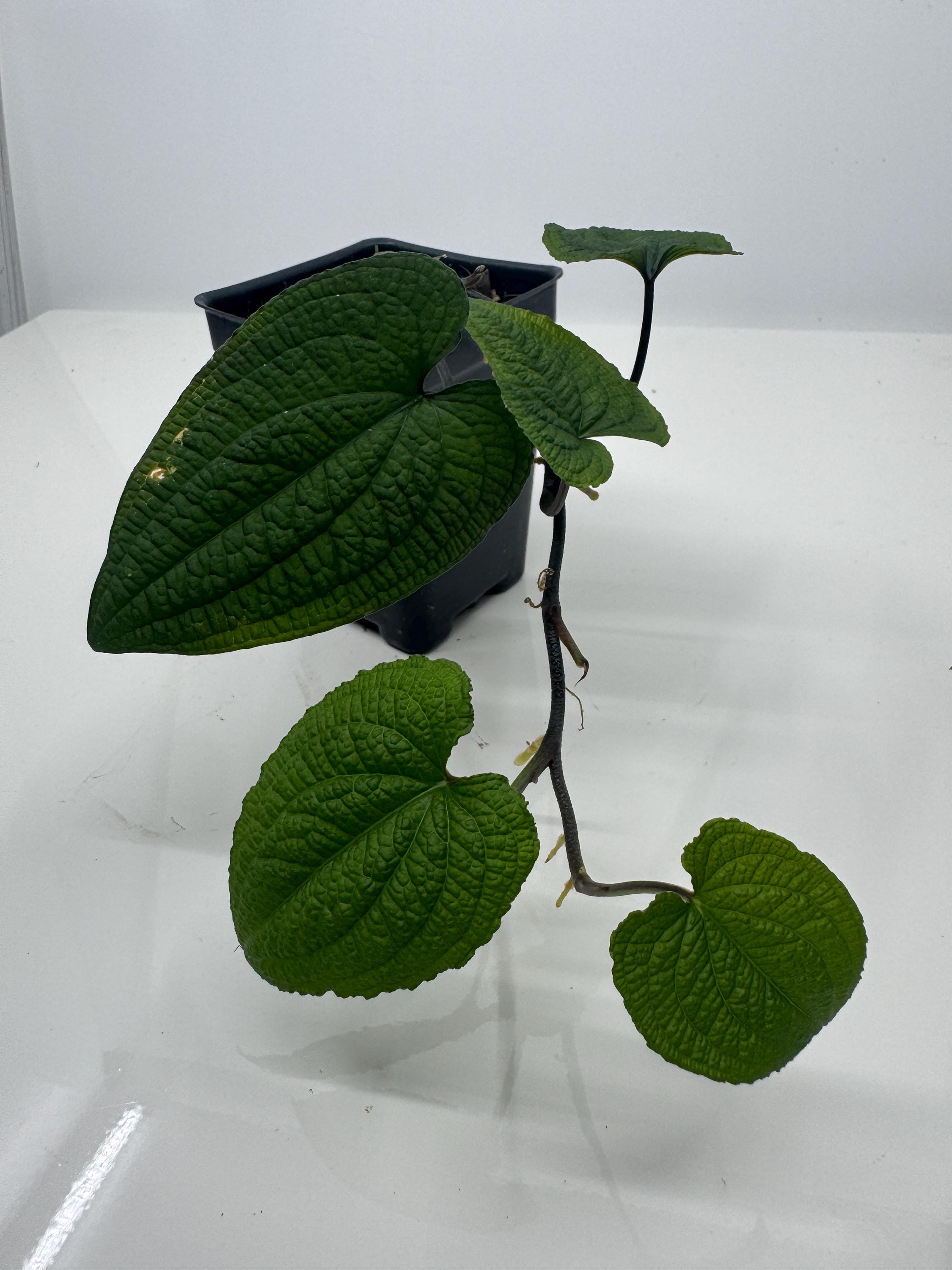 Anthurium Clidemioides - Etsy