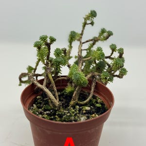 Premium Sedum Multiceps / miniature Joshua Tree *old trunk*