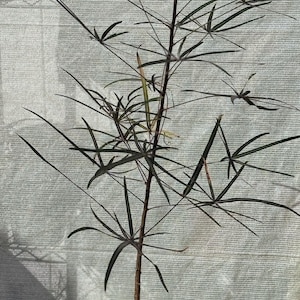 Brachychiton rupestris/ Queenisland bottle tree/ Mediterranean hardscape/ size between 36” to  40” in length