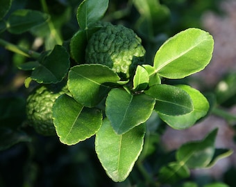 May include: Close-up of a kaffir lime tree branch with green leaves and a bumpy, green kaffir lime fruit.