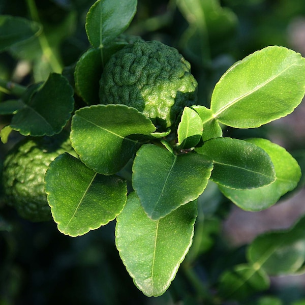 Hand Picked fresh KAFFIR LIME leaves