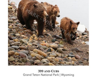 399 and Cubs 12x24 Wildlife Panorama Photo Print | Grizzly Bear 399 and 2 Cubs in Grand Teton National Park | Gift for Bear & Animal Lovers