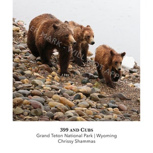 399 and Cubs 12x24 Wildlife Panorama Photo Print | Grizzly Bear 399 and 2 Cubs in Grand Teton National Park | Gift for Bear & Animal Lovers