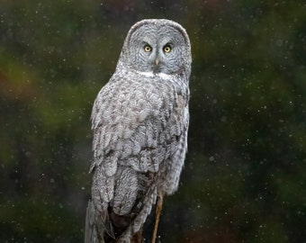 Great Gray Owl Photo | Owl Art | Owl Photo Picture | Nature Poster | Rustic Cabin Decor | Wildlife Photography Fine Art