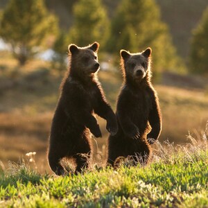 Zwillinge ʕ•ᴥ•ʔ Zwei Bärenjunge außerhalb des Grand Teton National Park | Grizzlybär Fotodruck | Geschenk für Tierliebhaber | Mama Bär | Zwillingsmama