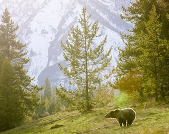 Grizzly Bear in Grand Teton National Park  ʕ•ᴥ•ʔ  Matte Grizzly Bear Photo Print Poster | Wildlife Fine Art | Wyoming | For Animal Lovers