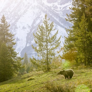 Grizzly Bear im Grand Teton National Park ʕ•ᴥ•ʔ Matter Grizzlybär Fotodruck Poster | Wildtiere Fine Art | Wyoming | Für Tierliebhaber