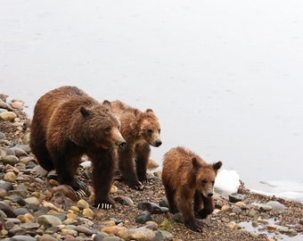 399 and Cubs  \ʕ•ᴥ•ʔ/  Grizzly Bear 399 and Two Cubs in Grand Teton National Park | Matted Grizzly Bear Photo Print | Gift for Animal Lovers