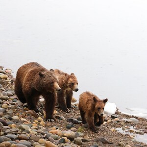 399 und Jungtiere \ʕ•ᴥ•ʔ/ Grizzlybär 399 und zwei Jungtiere im Grand Teton National Park | Mattierter Grizzlybär Fotodruck | Geschenk für Tierliebhaber