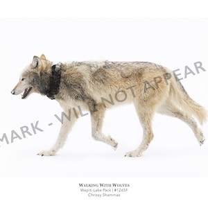 Yellowstone Wolf 12x24 Photo Print | Gray Wolf 1265 of the Wapiti Pack in Yellowstone National Park | Gift for Wolf and Animal Lovers
