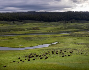Bison Roaming Print | Western Art | Buffalo Photo Print | Yellowstone | Wildlife Fine Art Photography | Great Plains | Western Americana