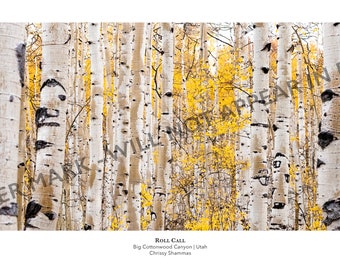 Herfst Aspen bomen 12 x 24 panoramische foto afdrukken | Grote Cottonwood Canyon Guardsmans Pass Utah | Herfst Geel Aspen Foto | Bospanorama
