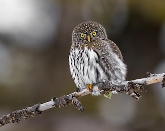 Northern Pygmy Owl Photo | Owl Art | Owl Photo Picture | Nature Poster | Cabin Decor | Wildlife Photography Fine Art | Yellowstone Park
