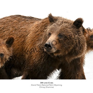 399 and Cubs (12x24 Fotodruck | Grizzly Bear 399 and Two Cubs in Grand Teton National Park | Geschenk für Bären- und Tierliebhaber)