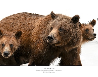 399 and Cubs (12x24 Photo Print | Grizzly Bear 399 and Two Cubs in Grand Teton National Park | Gift for Bear and Animal Lovers)