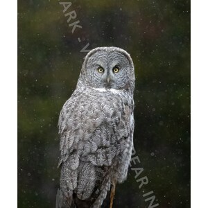 Great Gray Owl 12x24 in Photo Print | Great Grey Owl in Yellowstone National Park | Gift for Owl and Animal Lovers | Wildlife Panorama Photo