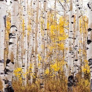 May include: A forest of tall, white birch trees with black markings. The trees are in a grove with yellow leaves on the ground and in the branches.