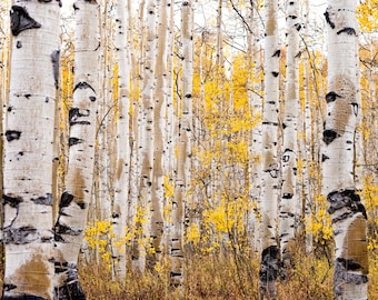 Herfst Aspen Trees - Cottonwood Canyon / Park City Utah foto - herfst boom print - herfstkleuren - herfst berg decor - bos foto