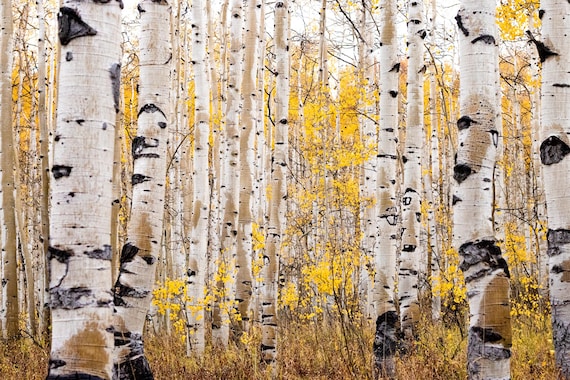 Fall Aspen Trees - Cottonwood Canyon / Park City Utah Photo - Autumn Tree Print - Fall Colors - Fall Mountain Decor - Forest Photograph