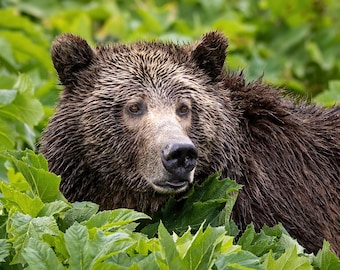 Raspberry Grizzly Bear in Rain - Yellowstone National Park - Grizzly Bear Photo Print - Wildlife Fine Art - Animal Lover Gift - Montana
