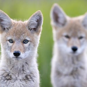 Baby Coyote Puppies - Yellowstone National Park - Grand Teton - Jackson Wyoming - Gift for Animals Lovers - Cute Baby Animals - Coyote Art